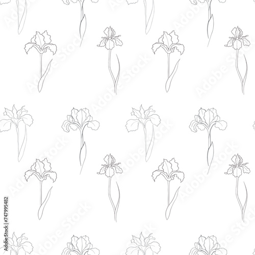 pattern with an iris flower drawn in vector, postcard with a delicate flower