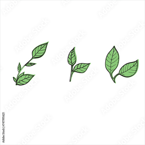 vector illustration of plant leaves, picture of plant elements,