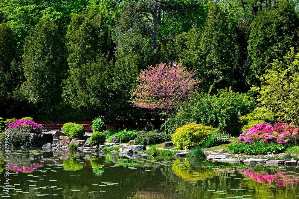 Obraz premium kolorowy ogród japoński nad wodą, ogród japoński, kwitnące różaneczniki i azalie, ogród japoński nad wodą, japanese garden, blooming rhododendrons and azaleas, Rhododendron 