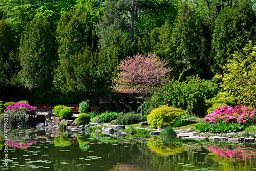Fototapeta Naklejka Na Ścianę i Meble -  kolorowy ogród japoński nad wodą, ogród japoński, kwitnące różaneczniki i azalie, ogród japoński nad wodą, japanese garden, blooming rhododendrons and azaleas, Rhododendron	