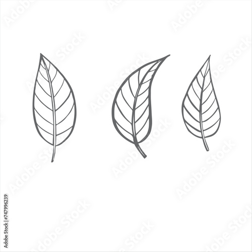 vector illustration of plant leaves, picture of plant elements,
