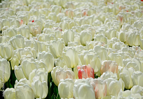 białe tulipany, kwitnące tulipany, tulipa, odmiana "ivory floradale", variety ivory floradale, white tulips © kateej