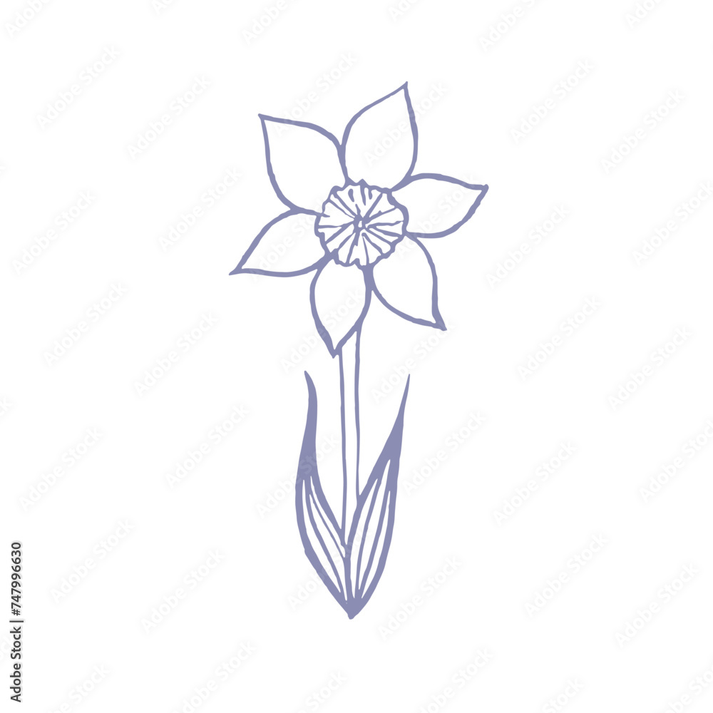 illustration with daffodil drawn in vector, spring flower, card for Mother's Day and Easter, illustration with daffodil drawn in vector, spring flower, card for Mother's Day and Easter,