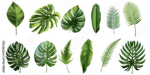 Set leaf palm, collection of green leaves pattern isolated on white or transparent background 