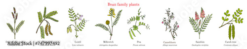 Bean family plants. (Fabaceae, Leguminosae or Papilionaceae). photo