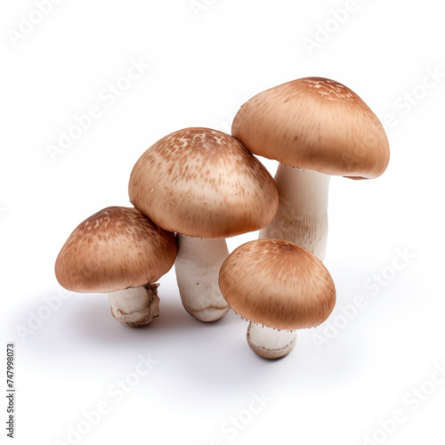 champignons on a white background 