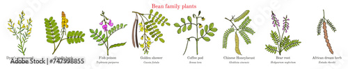 Bean family plants. (Fabaceae, Leguminosae or Papilionaceae). photo