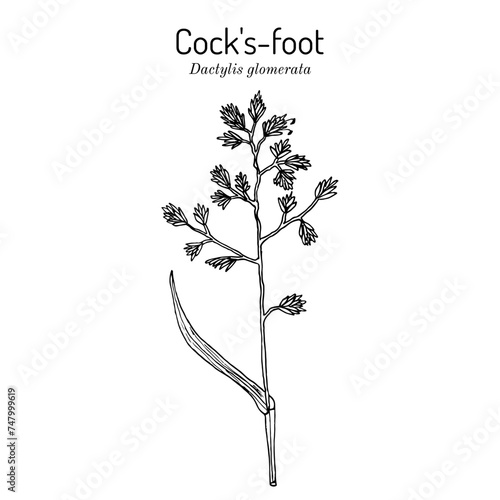 Cock's-foot, orchard or cat grass (dactylis glomerata), medicinal plant photo