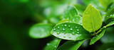 rain-kissed leaves glisten with droplets of water, their vibrant green hues and intricate details capturing the essence of nature's beauty in the spring season.