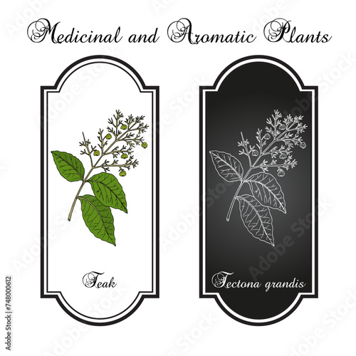 Teak tree (Tectona grandis), medicinal plant. Hand drawn botanical vector illustration.