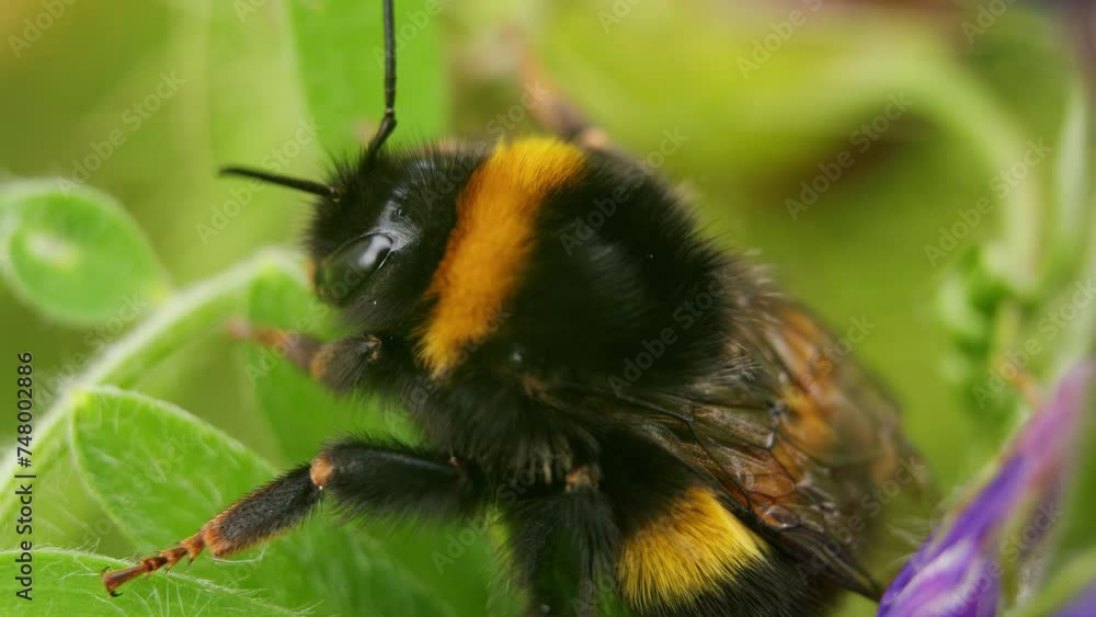 Extreme closeup macro white tailed bumblebee resting on green leaf in garden. Bombus lucorum insect bee in nature. Extreme closeup macro white tailed bumblebee resting on green leaf in garden. Bombus lucorum insect bee in nature.