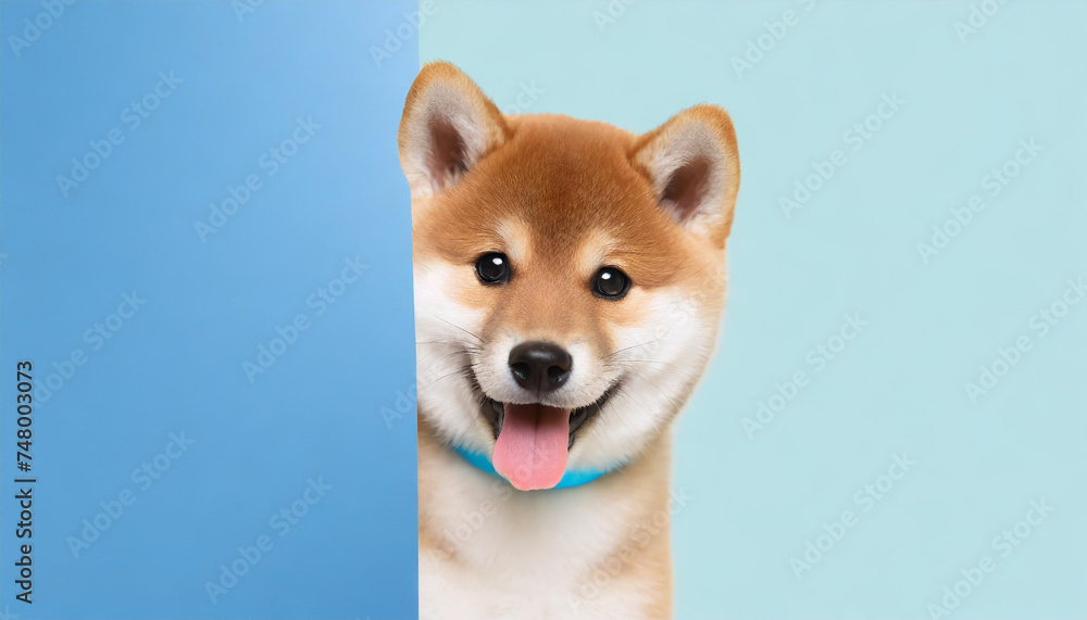 portrait funny and happy shiba inu puppy dog peeking out from behind a blue banner on blue pastel background