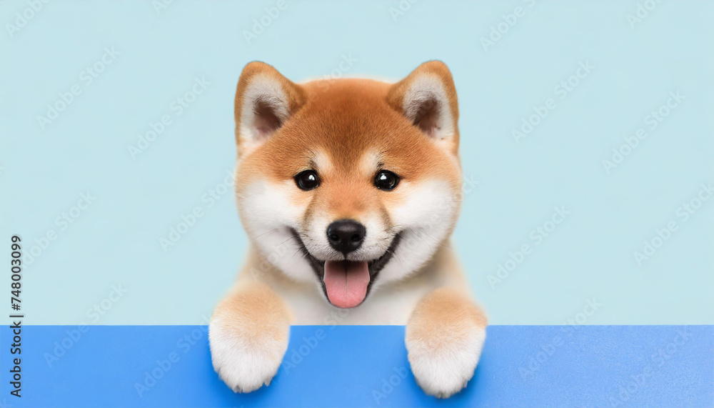 portrait funny and happy shiba inu puppy dog peeking out from behind a blue banner on blue pastel background