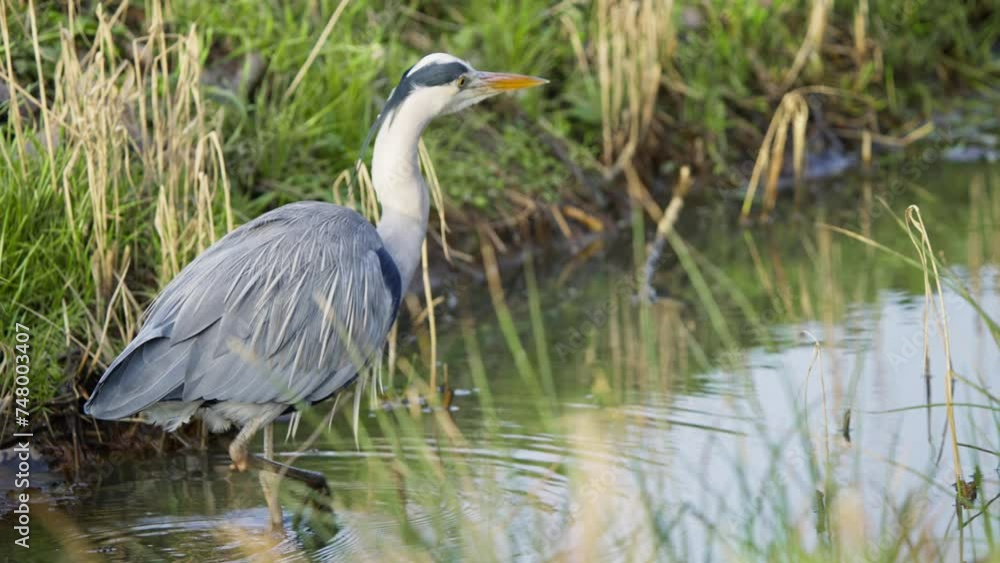 Grey heron bird wading in shallow water in grassy muddy wetland. Grey heron bird wading in shallow water in grassy muddy wetland.