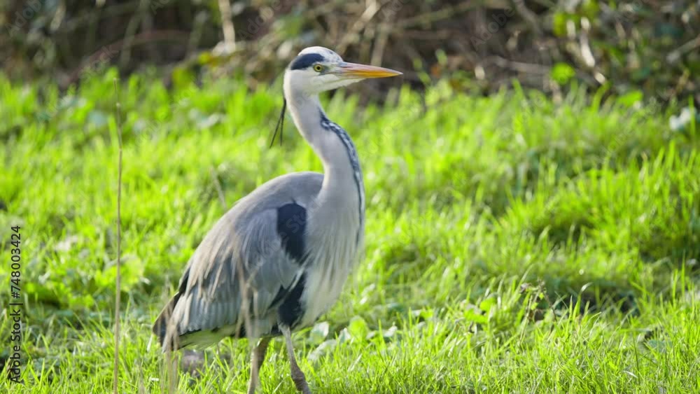 Grey heron bird with long neck striding in green grassy wetland. Grey heron bird with long neck striding in green grassy wetland.