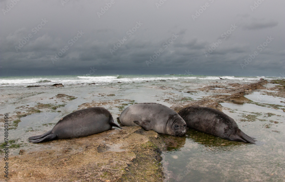 Fototapeta premium Elephant seal, Peninsula Valdes, Unesco World Heritage Site, Patagonia, Argentina