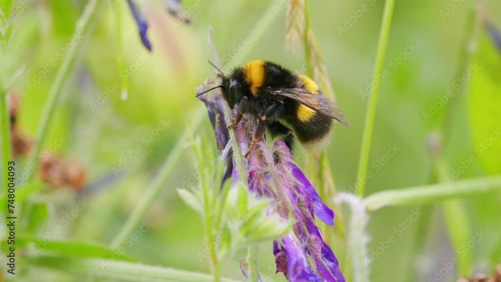 Bee looking for nectar in the wild. Macro wildlife. Bumblebee in nature on fodder vetch flower. Bee looking for nectar in the wild. Macro wildlife. Bumblebee in nature on fodder vetch flower.