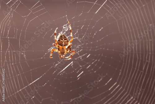 un ragno araneus diadematus su una ragnatela