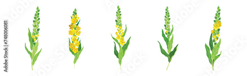 Mullein Medical Herb and Flowering Meadow Plant Vector Set