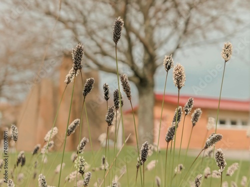 Sesleria blue grass thriving in a garden setting photo