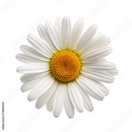 Daisy flower isolated on Transparent background. © Sawaira