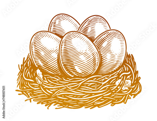 Hand drawn chicken eggs in nest. Organic farm products. Sketch vintage vector illustration