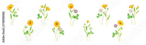 Calendula Plant with Orange Flower Head and Clover on Stem as Meadow Herb Vector Set