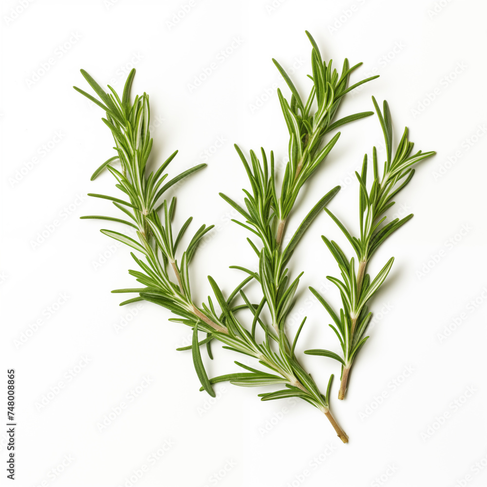 rosemary on white background rosemary on white background