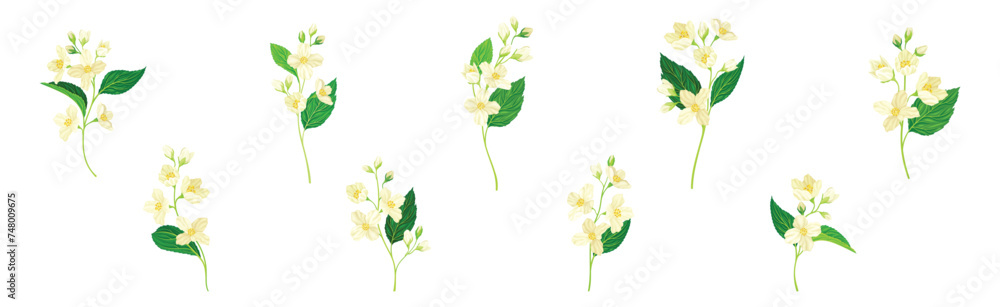 Jasmine Flower with Stalk and Green Leaves Vector Set Jasmine Flower with Stalk and Green Leaves Vector Set