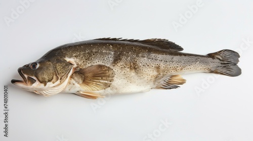 Whole Raw Trout Isolated on White Background, A single whole raw trout with spotting and clear eyes, presented on a white background, highlighting its fresh, high-quality appearance.