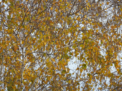 branches of birch tree with colorful autumn leaves close up     