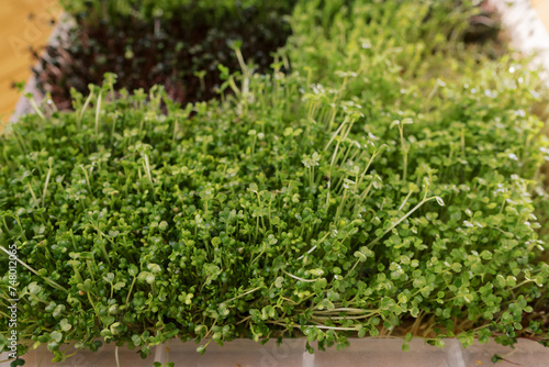 Young fresh mustard and arugula microgreens growing in a white container