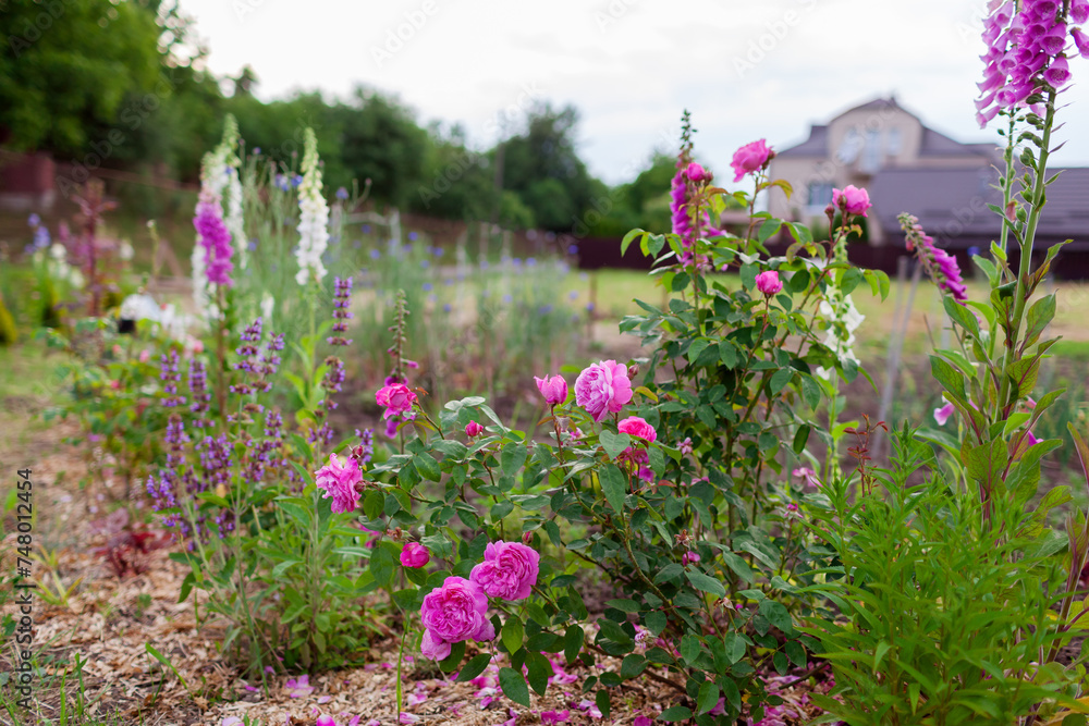 Rose border. Flowers blooming in summer garden. Foxgloves, salvia and lavender. English Mary rose