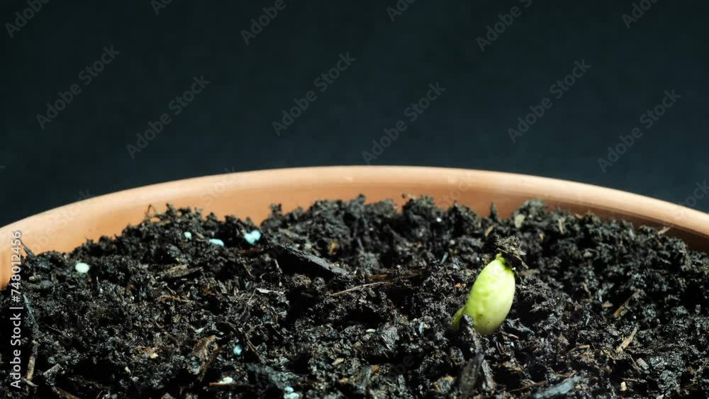 Time lapse, piantine di fagioli che germogliano, fagioli seminati in vaso crescono e nascono le foglie 