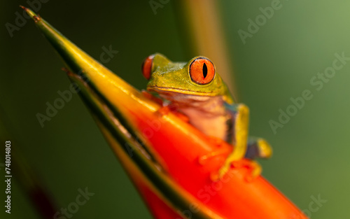 Rotaugenlaubfrosch (Agalychnis callidryas) photo