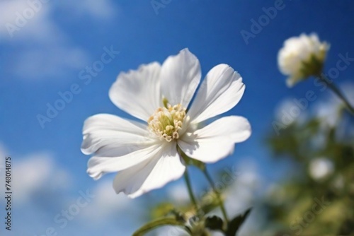 white flowers on blue sky background commercial advertisement menu banner with copy space area - Generated by Generative AI