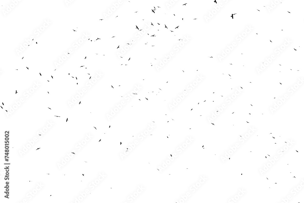 Real photo of flying crows on the white sky hi-res texture for designers - obrazy, fototapety, plakaty 