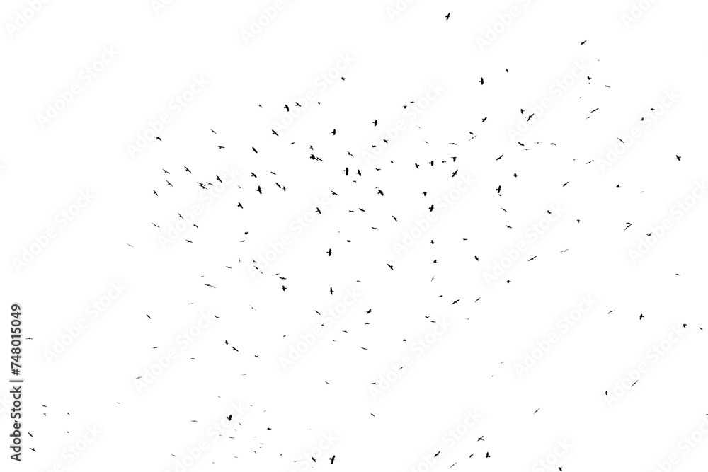Real photo of flying crows on the white sky hi-res texture for designers