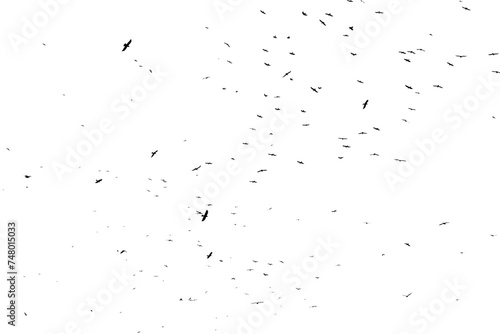 Real photo of flying crows on the white sky hi-res texture for designers