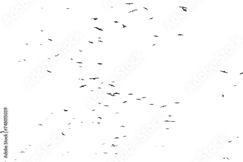 Real photo of flying crows on the white sky hi-res texture for designers © Taranukhin Alex