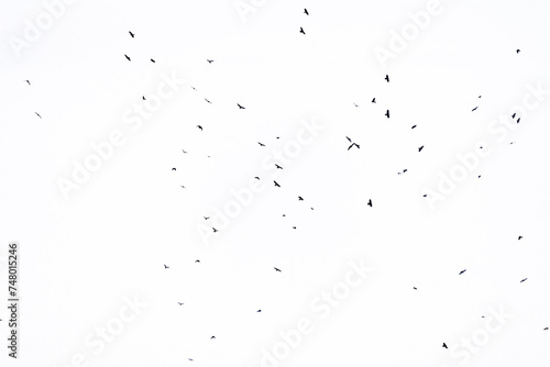 Real photo of flying crows on the white sky hi-res texture for designers photo