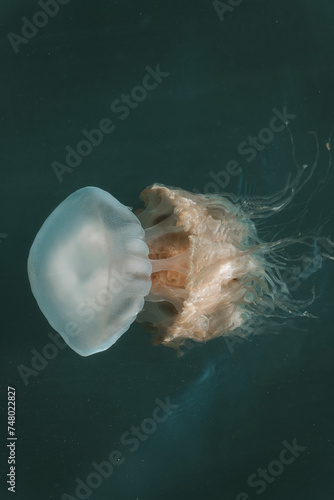 jellyfish in the sea photo