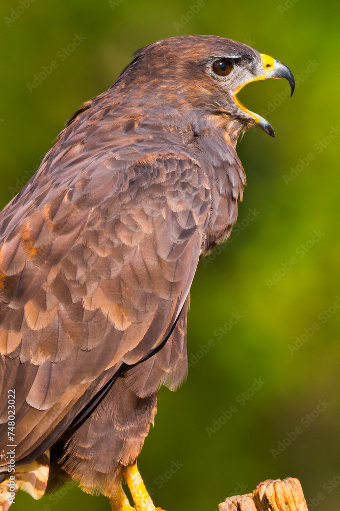 Buzzard, Buteo buteo, Mediterranean Forest, Castile Leon, Spain, Europe Buzzard, Buteo buteo, Mediterranean Forest, Castile Leon, Spain, Europe