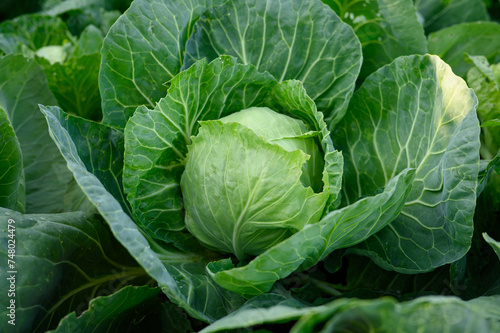Fresh organic annual cabbage growing in an eco-garden, illuminated by the sun. Vegetarian, healthy, natural food, agriculture concept, vegetarianism