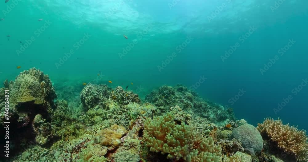 Underwater world with coral reef and fishes. Marine sanctuary. Underwater world with coral reef and fishes. Marine sanctuary.