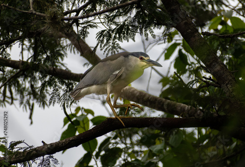 Sleeper socó. Nycticorax nycticorax