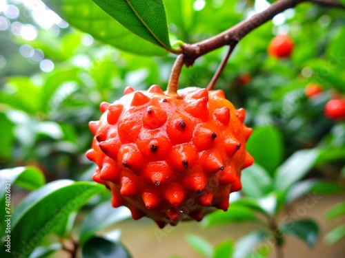 Kousa fruit on a tree photo