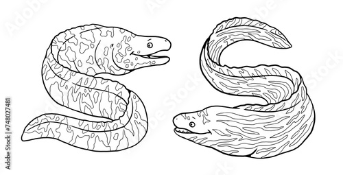 Funny moray eel to color in. Template for a coloring book with fish. Coloring template for kids. photo