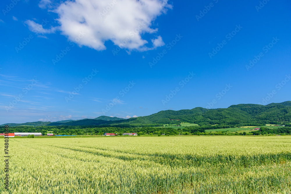 Fototapeta premium 道東 佐呂間町の麦畑 