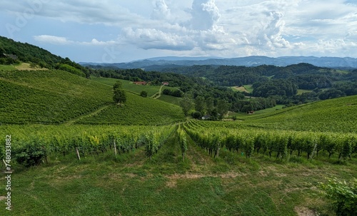 Weinberge in der Süd-Steiermark